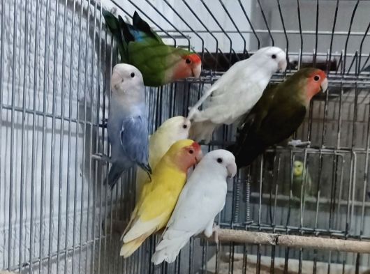 6 Aylik Sevda Papaganlarimiz Yeni̇ Sahi̇pleri̇ni̇ Ariyor