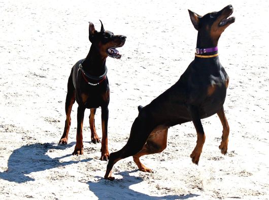 Doberman Yavrulari İstanbul görsel