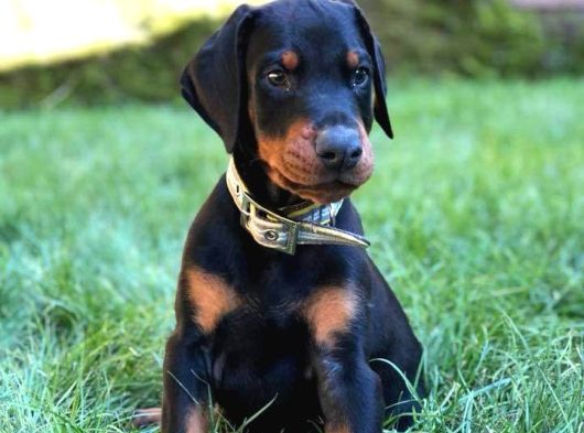 Doberman Yavrulari İstanbul görsel
