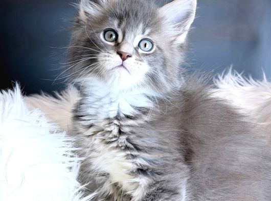 Maine Coon Safkan Piyasadakilerle Karıştırmayınız