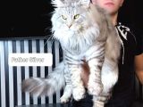 Maine Coon Safkan Piyasadakilerle Karıştırmayınız