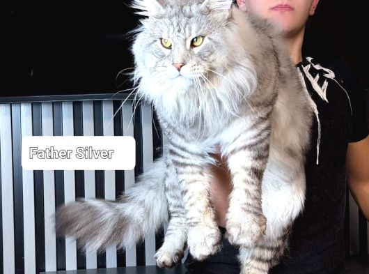 Maine Coon Safkan Piyasadakilerle Karıştırmayınız görsel