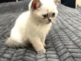 British Shorthair 2 Aylık Yavrular