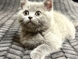 British Shorthair 2 Aylık Yavrular