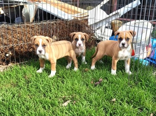 Son 3 Dişi Boxer Yavrularımız Yeni Ailelerini Arıyor görsel