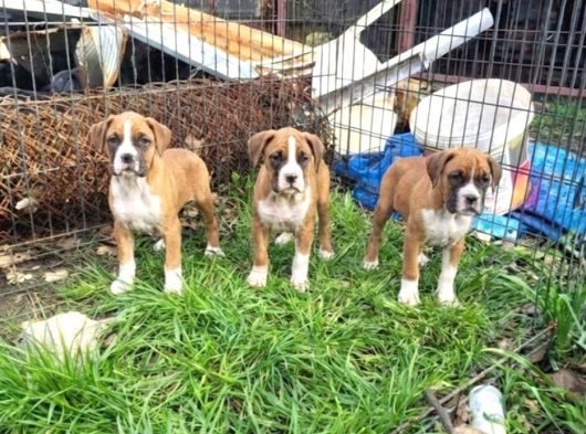 Son 3 Dişi Boxer Yavrularımız Yeni Ailelerini Arıyor