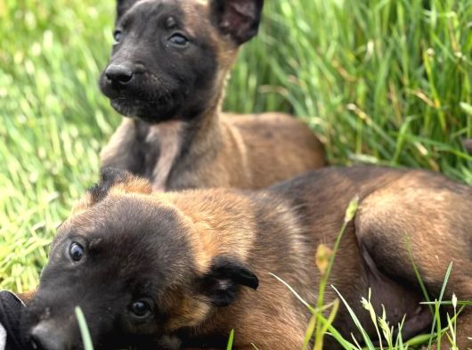 Üst Segment Malinois görsel