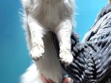 Maine Coon Çift Renkli Gözlü Hiç Bulamayacaklarınızdan