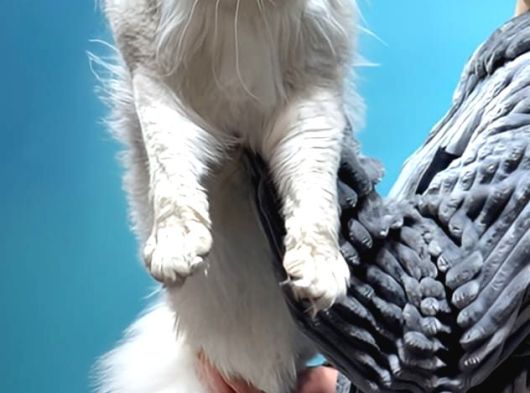 Maine Coon Çift Renkli Gözlü Hiç Bulamayacaklarınızdan görsel
