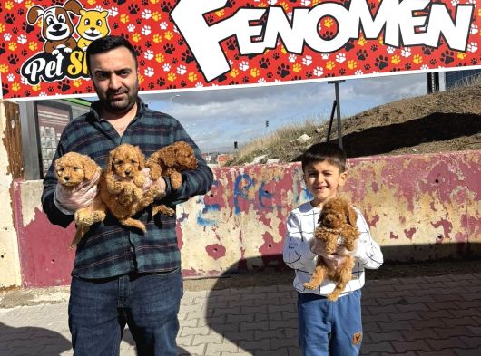 Renk Renk Orji̇nal Toy Poodle Yavrularimiz Güncel Ankara görsel