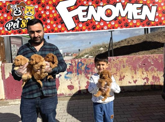 Renk Renk Orji̇nal Toy Poodle Yavrularimiz Güncel Ankara görsel