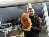 Renk Renk Orji̇nal Toy Poodle Yavrularimiz Güncel Ankara