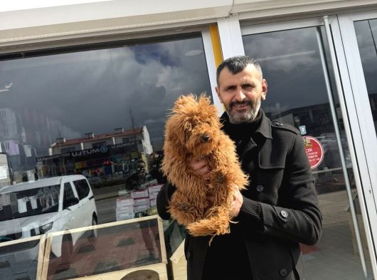 Renk Renk Orji̇nal Toy Poodle Yavrularimiz Güncel Ankara görsel