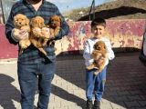 Renk Renk Orji̇nal Toy Poodle Yavrularimiz Güncel Ankara