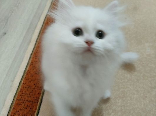 British Longhair görsel