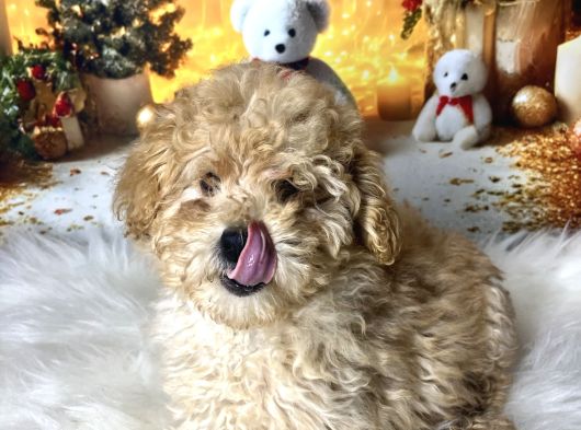 Kıvır Kıvır Maltipoo görsel