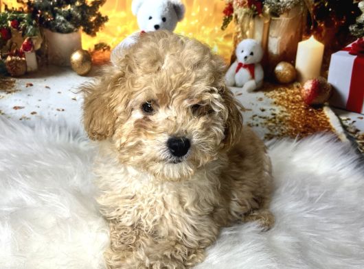Kıvır Kıvır Maltipoo