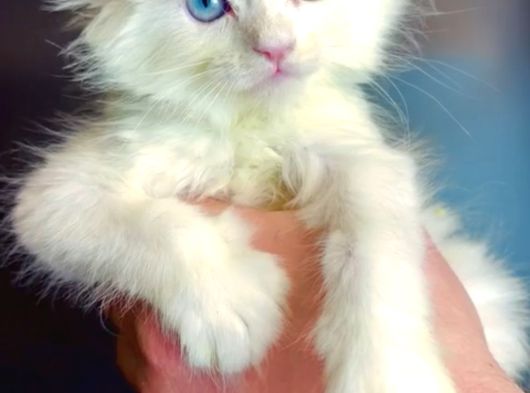 Maine Coon Çift Renkli Gözlü Hiç Bulamayacaklarınızdan görsel