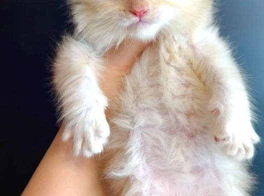 Maine Coon Çift Renkli Gözlü Hiç Bulamayacaklarınızdan görsel