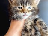 Maine Coon Çift Renkli Gözlü Hiç Bulamayacaklarınızdan