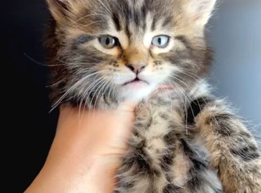 Maine Coon Çift Renkli Gözlü Hiç Bulamayacaklarınızdan görsel