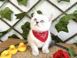 Erkek Bri̇ti̇sh Shorthai̇r Mavi̇şi̇mi̇z