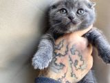 Scottish Fold Yavrular Dişi Erkek