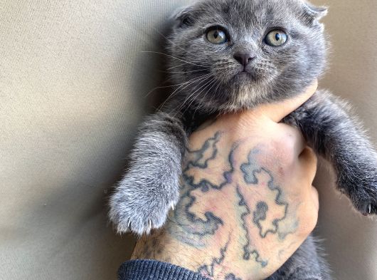 Scottish Fold Yavrular Dişi Erkek görsel