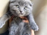 Scottish fold yavrular dişi erkek