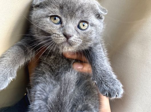 Scottish Fold Yavrular Dişi Erkek