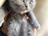 Scottish Fold Yavrular Dişi Erkek