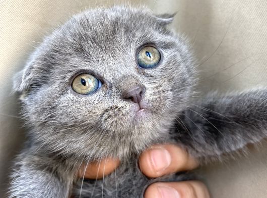 Scottish Fold Yavrular Dişi Erkek görsel