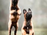 Safkan Belçika Kurdu Malinois Bebekler Telime Hazır