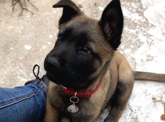 Safkan Belçika Kurdu Malinois Bebekler Telime Hazır görsel