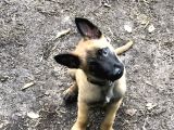 Safkan belçika kurdu malinois bebekler telime hazır