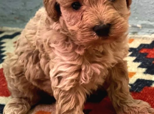 Kali̇teli̇ Malti̇poo Yavrularimiz görsel