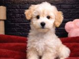 Von Alp Pet Garanti̇si̇yle Malti̇poo Bebekler