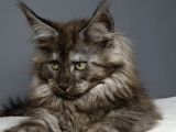 Orjinal Mainecoon Polly Yavrular