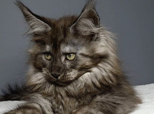 Orjinal Mainecoon Polly Yavrular görsel