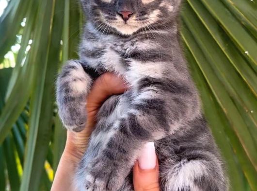 Blue Bengal Erkek Full Secereli görsel
