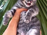 Blue Bengal Erkek Full Secereli
