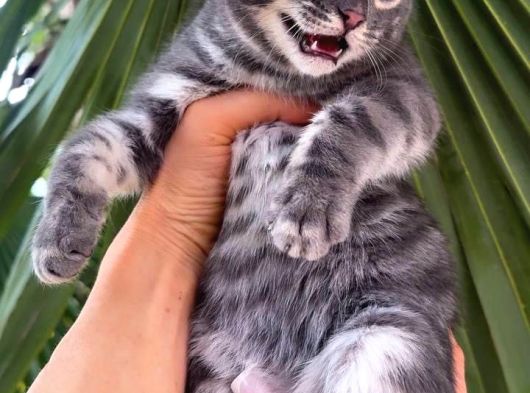 Blue Bengal Erkek Full Secereli görsel