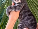 Blue Bengal Erkek Full Secereli
