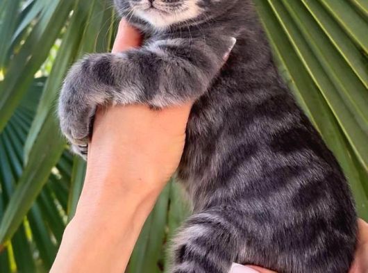 Blue Bengal Erkek Full Secereli görsel