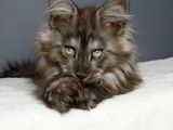 Orjinal Mainecoon Polly Yavrular