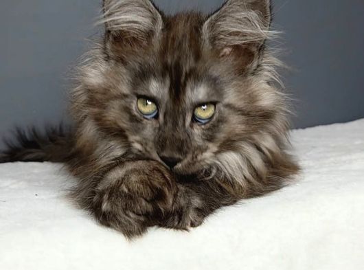 Orjinal Mainecoon Polly Yavrular görsel