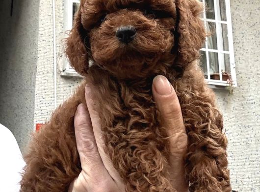 Zeki Ve Oyuncu Poodle Yavrular görsel