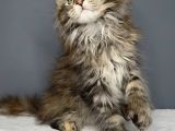 Orjinal Mainecoon Polly Yavrular