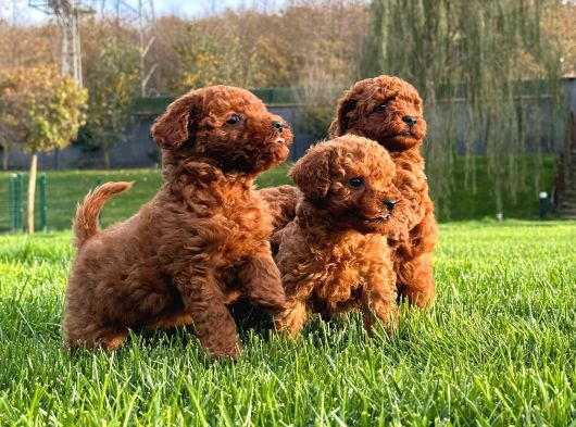 RUHSATLİ ÇİFLİKTEN ÖZEL POODLE YAVRULARI SİZLERİ BEKLİYOR