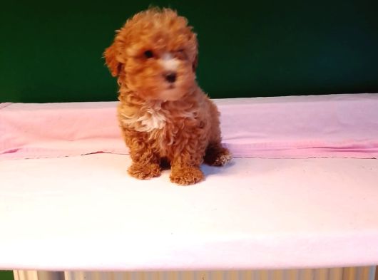 Mükemmel Poodle Bebekler görsel